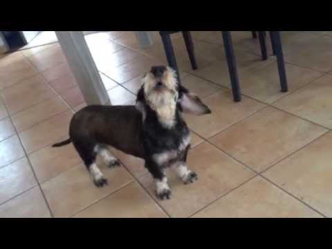 Barking dog – Chien qui aboie