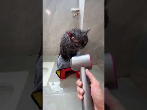 Bathing a cat is so easy! #catbathing #cat #catgrooming #pets #foryou #fypシ