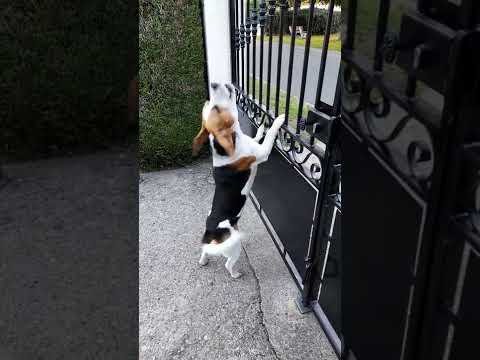 Beagle qui aboie