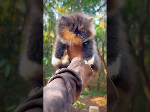 Beautiful Persian Kitty 💕 | Persian cats for life | Persian cat | Cats for sale | Cats video | Cats
