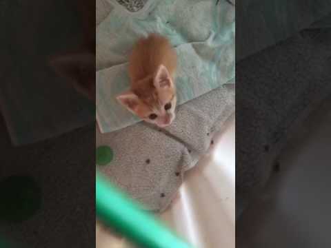 Bébé chat qui miaule trop mignon !