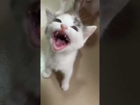 Bébé chat qui pleure #shorts #cat #chat #cute #cutecat