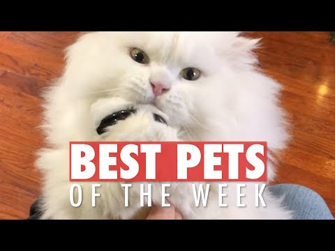 Best Pets of the Week | Funny Pet Videos 2020