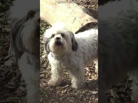 Bichon pas Content qui Aboie🐕📢