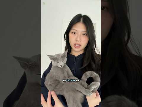 Big meows for such a small guy #cat #catvideos #pets #cutecat #kitten