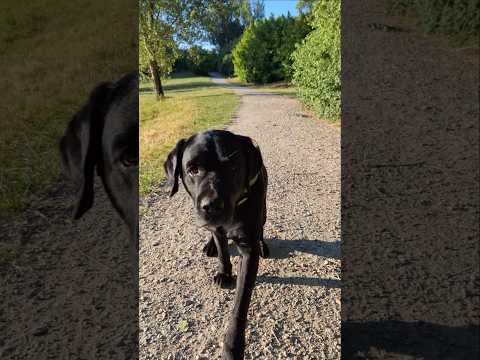 bonjour #toutou #animaux #animal #love #chien #bisous #kiss #kawaii #rire #labrador #link #lol #bg