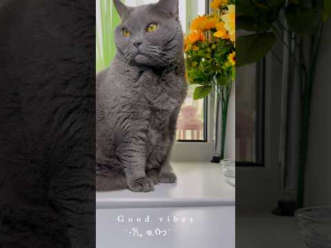 #bonya #cat #cute #funny #cutecat #pets #kitten #funnycats #love #meow #catlove #chat  #cattok