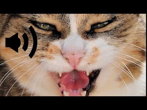 bruit de chat en colère
