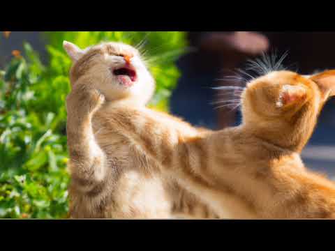 Bruit de Chat en Colère