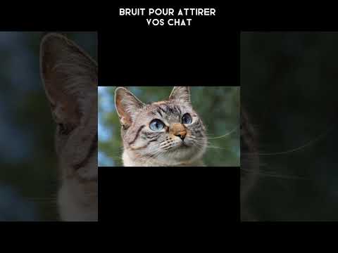 bruit pour attirer vos chat:)))