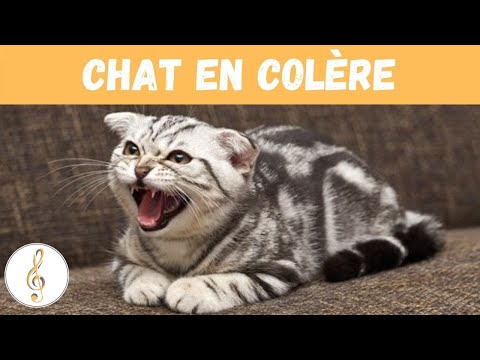Bruitage De Chat En Colère Compilation