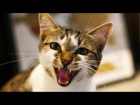 BRUITAGE DE CHAT EN COLERE I 1 HEURE