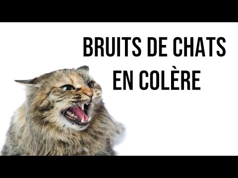Bruits de chats en colère !