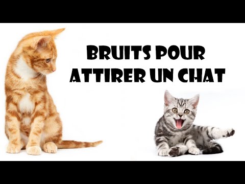Bruits pour attirer un chat !
