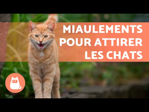BRUITS pour ATTIRER VOTRE CHAT📣🐈 (MIAULEMENT de CHAT pour ATTIRER votre CHAT)