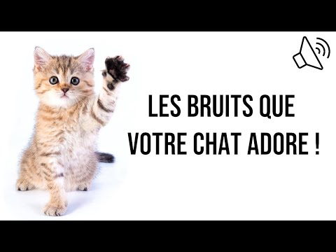 Bruits que votre chat adore 😻 Les bruits préférés des chats !