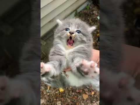 Ça c’est du chaton en colère 😾 #chat #cat #hangry