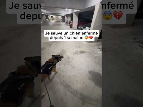 Ça fait 1 semaine qu’il est seul 😢 #ninolemalou #chien #malinois #abandoned #abandonné
