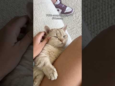 Call it a draw 🤷🏻‍♂️ #cat #cats #catlovers #pets #petlovers #catsofyoutube