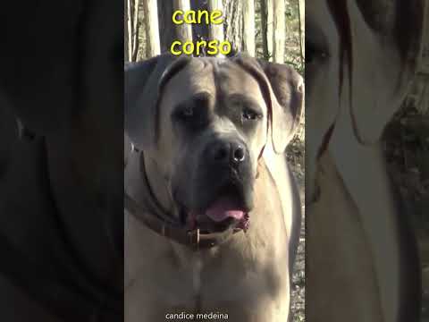 Cane Corso qui Aboie 🐶