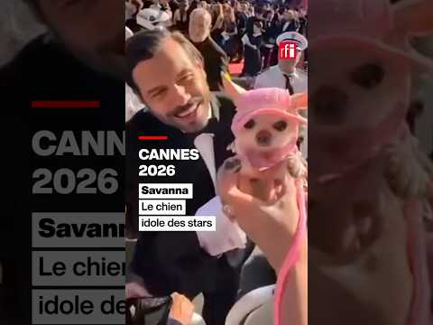 Cannes 2026 : Savanna, le chien idole des stars • RFI
