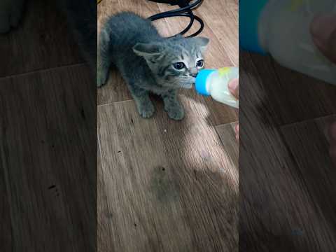 #cat #adoreble #kitten #cute #funny #babycat #animals #kitty #chat #pets #meow #cutecat #love #fun