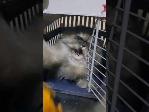 Cat Attack,chat en colère #catattack #catlover #cat #shortvideo #chat #catshorts #youtubeshorts