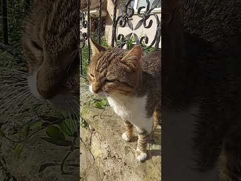 #cat #cute #funny #kitten #cutecat #funnycats #travel #pets #love #chat #straycat #kitty #kedi #natu