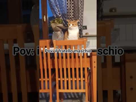 #cat #cute #funny #loki #pets #funnycats #chat #redcat #emilie #animals #kitten #petlover