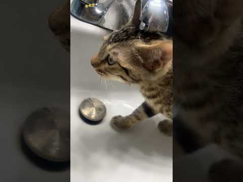 #cat #edms #kitten #cutcat #cute #music #kitty #chat #pets #funny #memes #catfunny