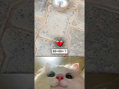 Cat.exe Stopped Working 😂