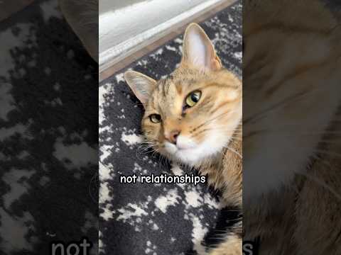#cat #funny #catshorts #funnycats #adoreble #catfunny #catvideos #pets #prettycat #cutecat #viral #f