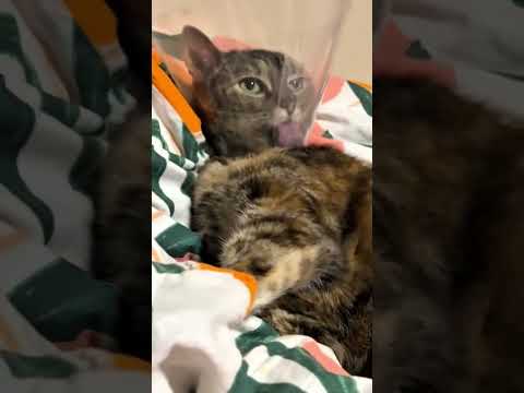 #cat #funny #shortsfeed #pets