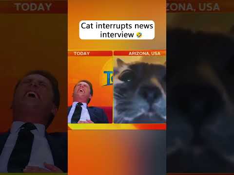 Cat interrupts news interview 😂😂#funny #cat #pets #fyp #foryou #cute