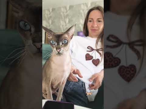 #cat #kitten #cover #vocaloid #cute #pets #song #funny #animals #cutecat #chat #love #kitty  🐈