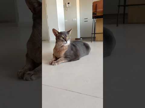 #cat #michis #abyssinian #pets #catlife #cute #cutecats #funny #gata #funnycats #chat #kitten