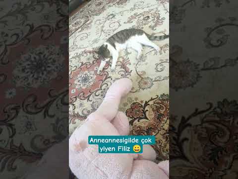 #cat #turkishcat #keşfet #chat #beautiful #funny #pets #cats #like #cute #animals #youtubeshorts