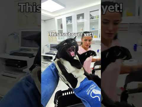 Cat vs. Vet Showdown! 😂🐾