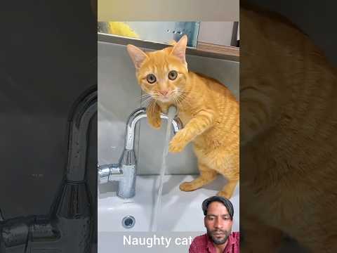 #cat #yourhelp #funny #helpthemfoundation #comedy #lifeisbutadream #ihavethisthingwithplants #pets