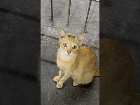 Cats and dogs #cuteanimal #retreiver #cat #cute #funny #goldenretreiver #goldenretreivers #pets