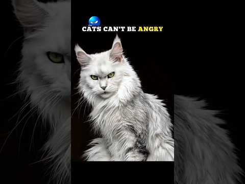 CATS CAN'T BE ANGRY 🗿💀