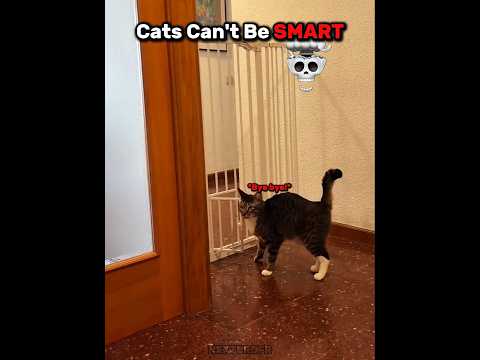 Cats CRAZY 999 IQ 💀🔥