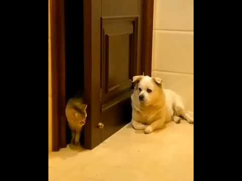 Cats meet dog funny Dubbs🐕🐱 #catfunny #cat #dog #pets #malayalam #dogcomedy #shorts  #shortvideo