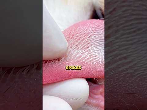 Cats’ tongues are sharp! #shorts #cat