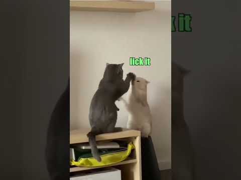 Cattynip: The Return