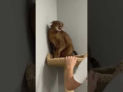 CE CHAT ATTAQUE TOUT LE MONDE 😱