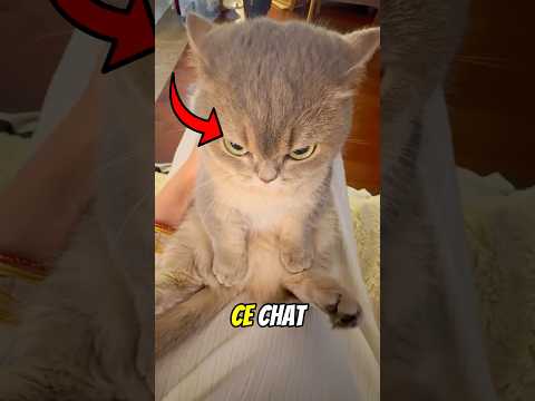 Ce Chat Est Le Chat Le Plus En Colère Jamais Vu