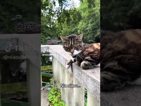 Ce chat miaule comme s’il voulait parler 😹 #youtubeshorts #funnycat #chat