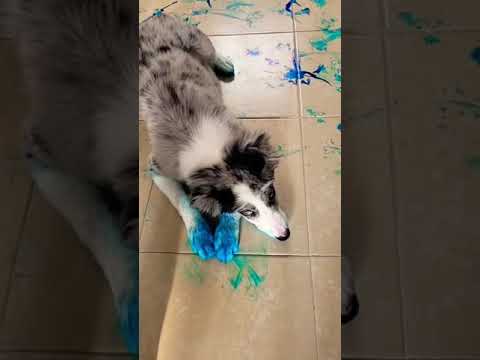 Ce chien a fait une grosse bêtise ! #chien #dog #animaux #funny #shorts