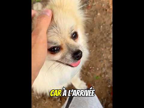 Ce Chien A Voulu Aider Son Propriétaire